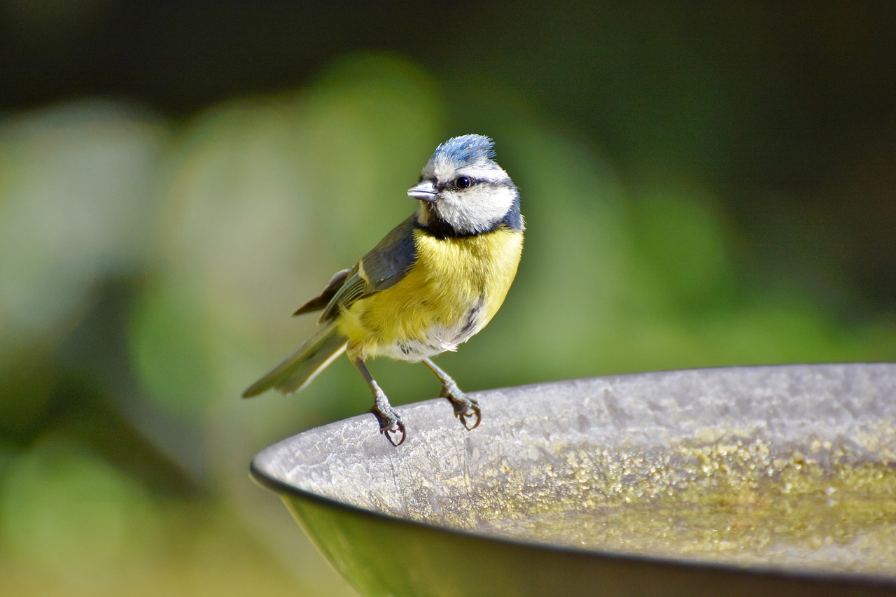 blue tit  tit  songbird free photo