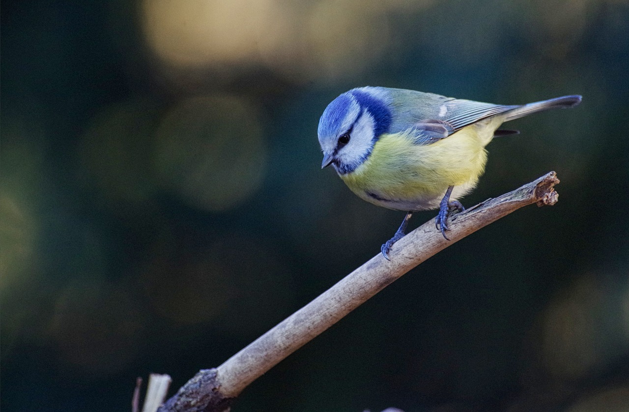 blue tit  songbird  garden bird free photo