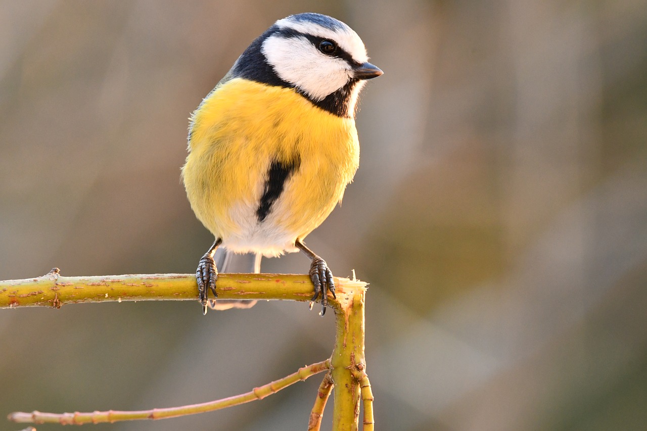 blue tit  bird  nature free photo