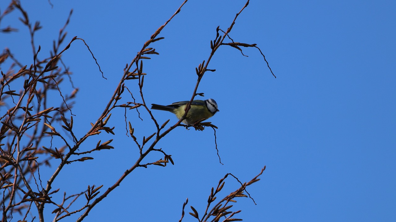 blue tit  nature  animal world free photo