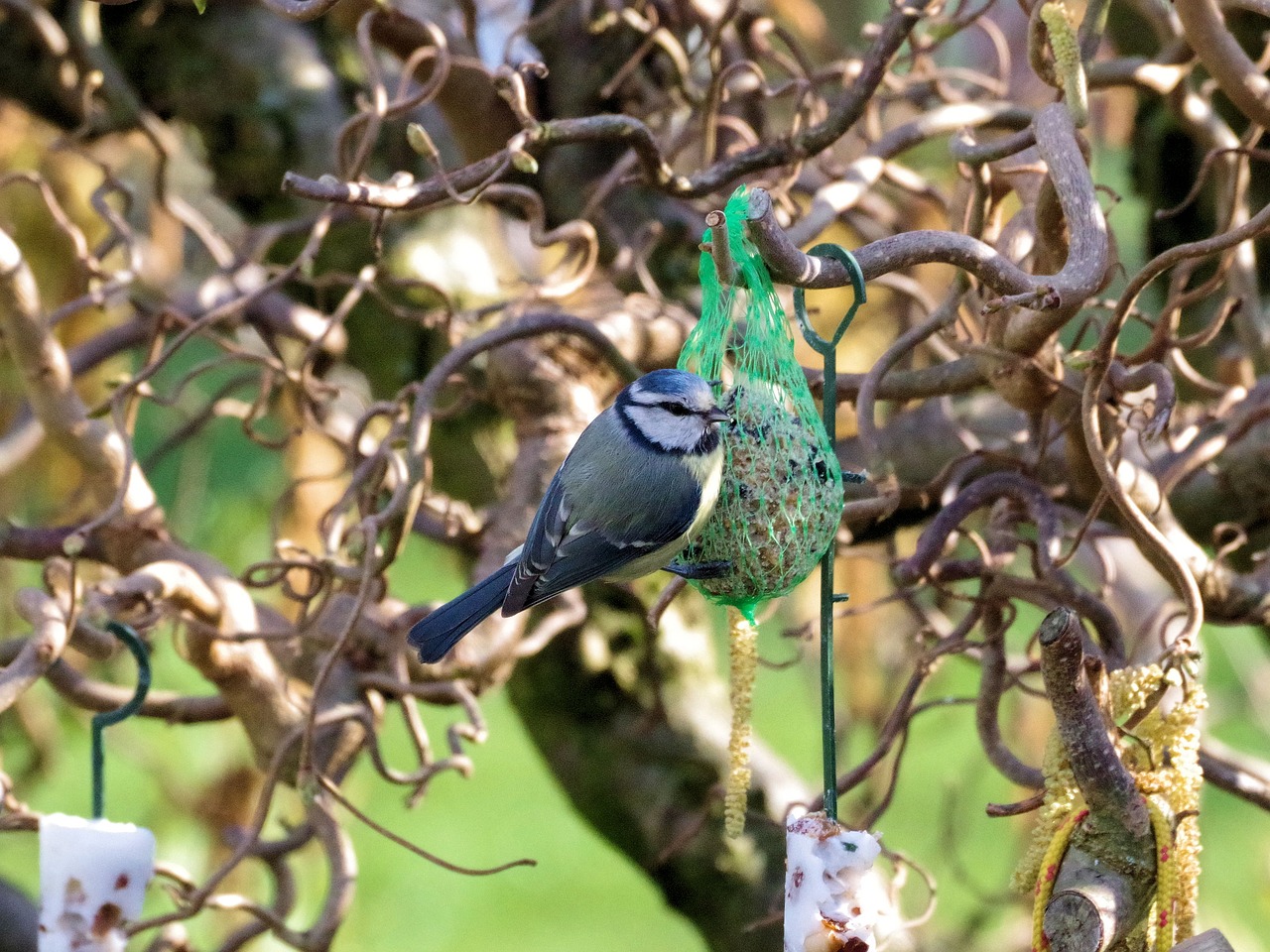blue tit  songbird  bird free photo