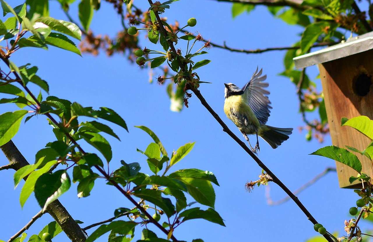 blue tit  tree  wing free photo