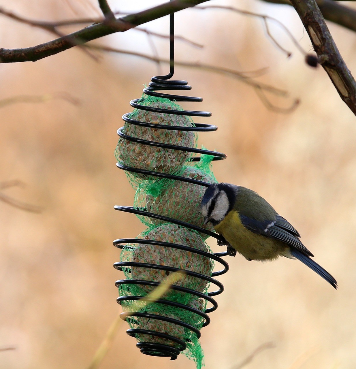 blue tit bird wings free photo