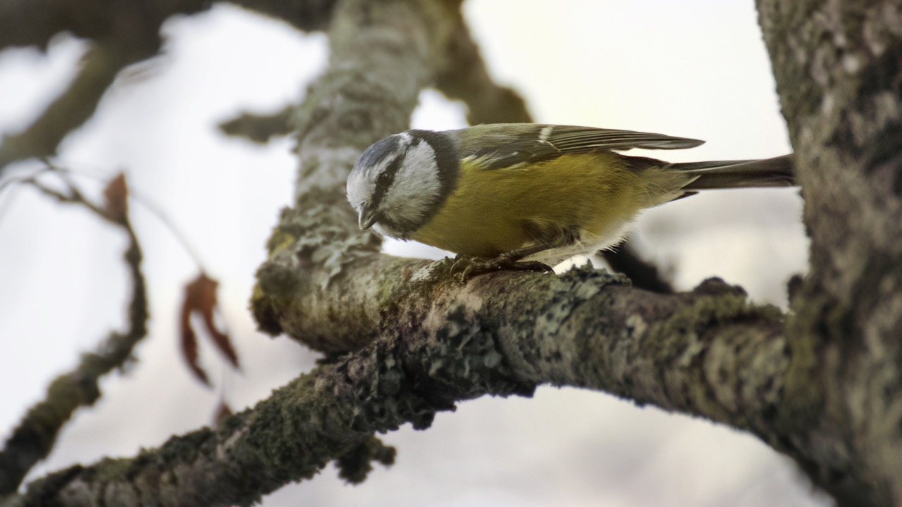 blue tit bird animals free photo