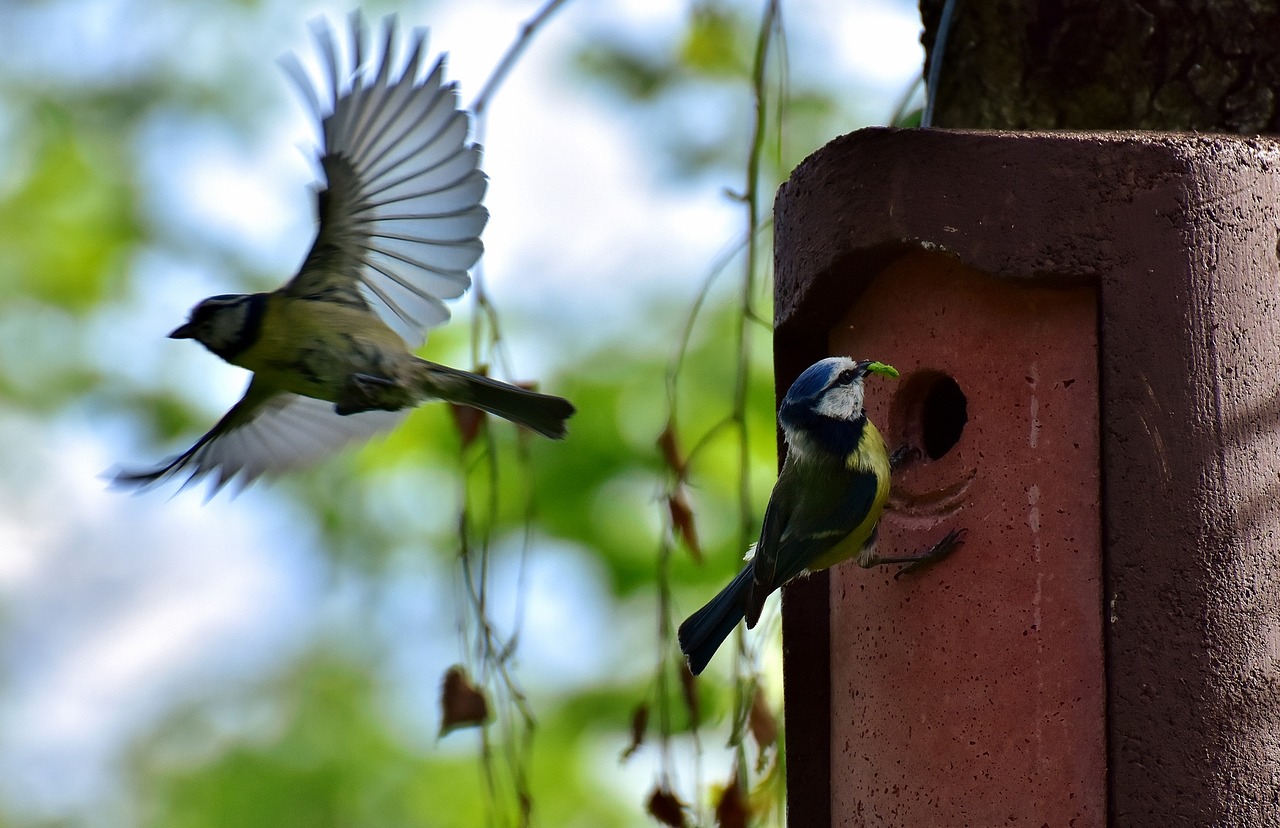 blue tits birds nest free photo