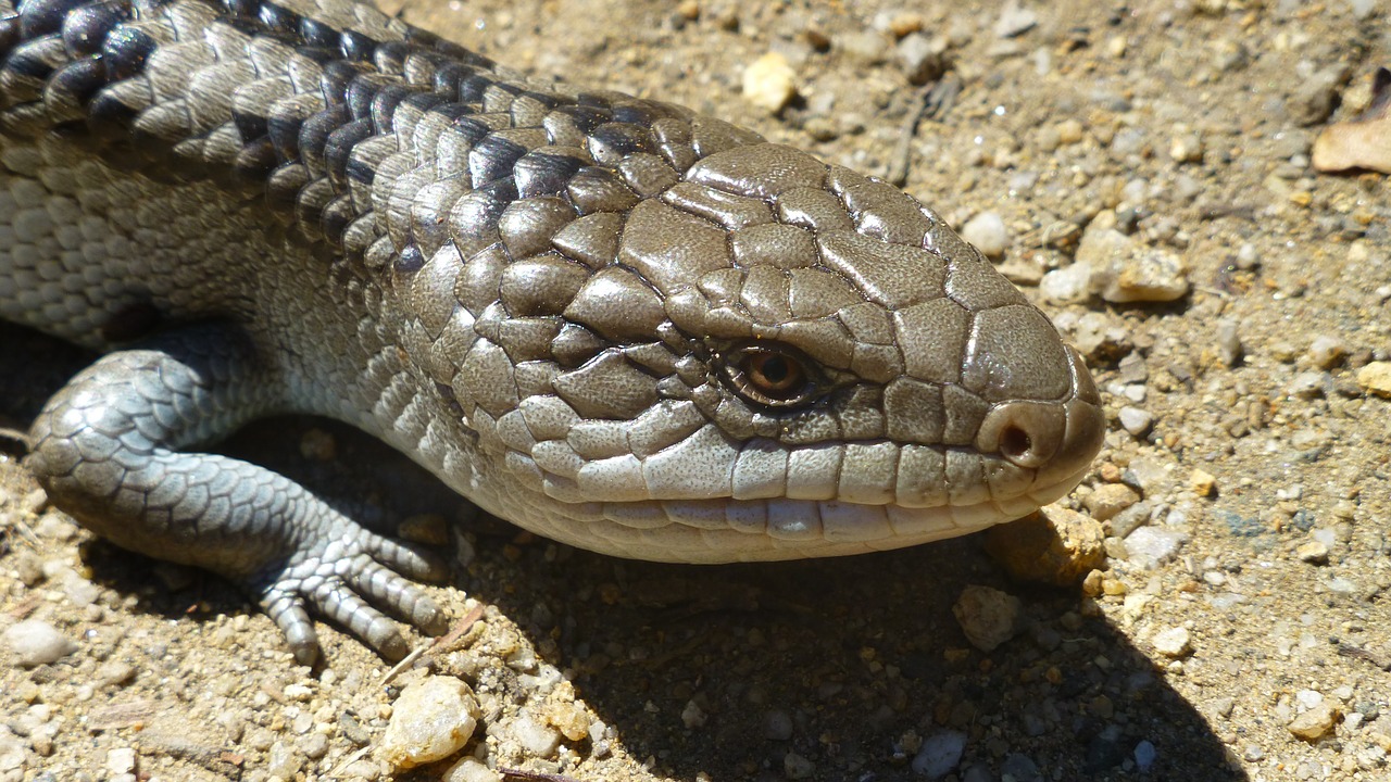 blue tongue skinks reptile lizard free photo