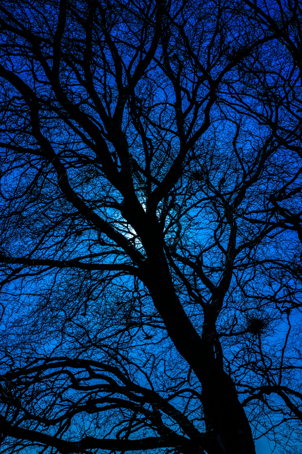 bare black blue free photo