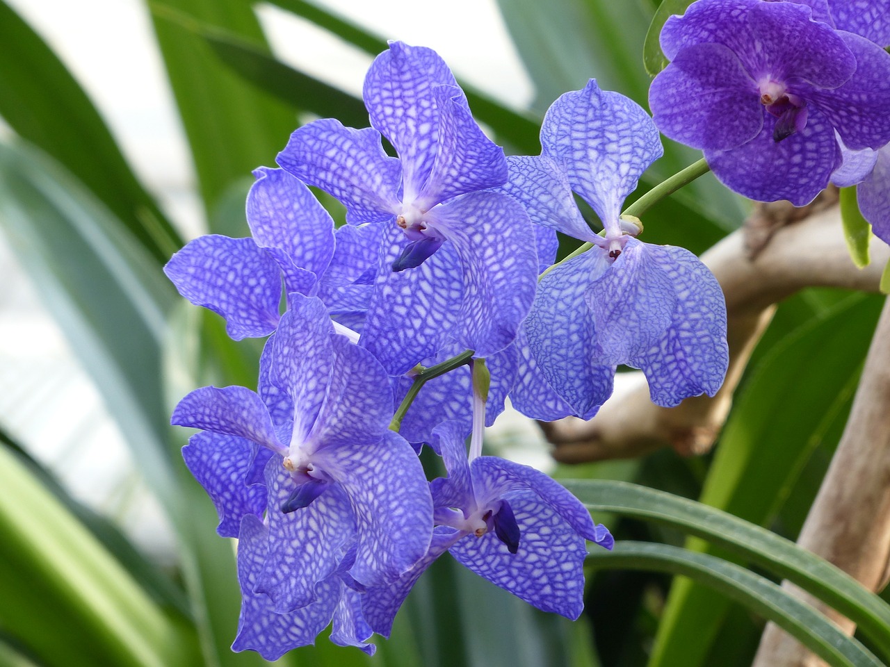 blue vanda orchid orchid blue free photo