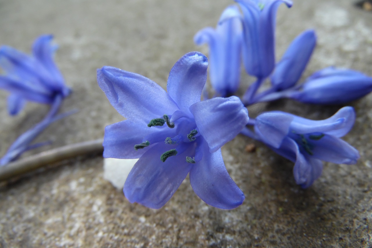 blue-violet  grey  flower free photo