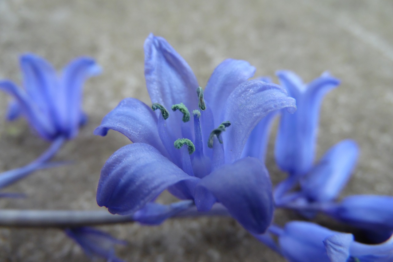 blue-violet  flower  bell free photo