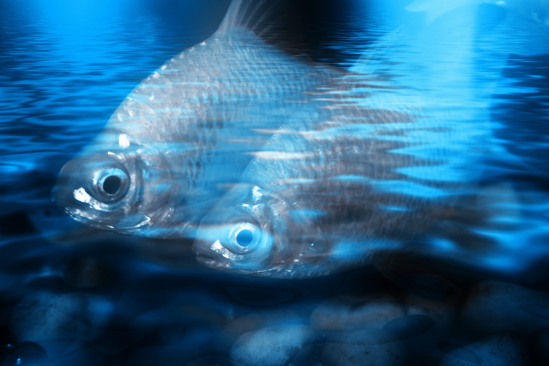 blue water fish free photo