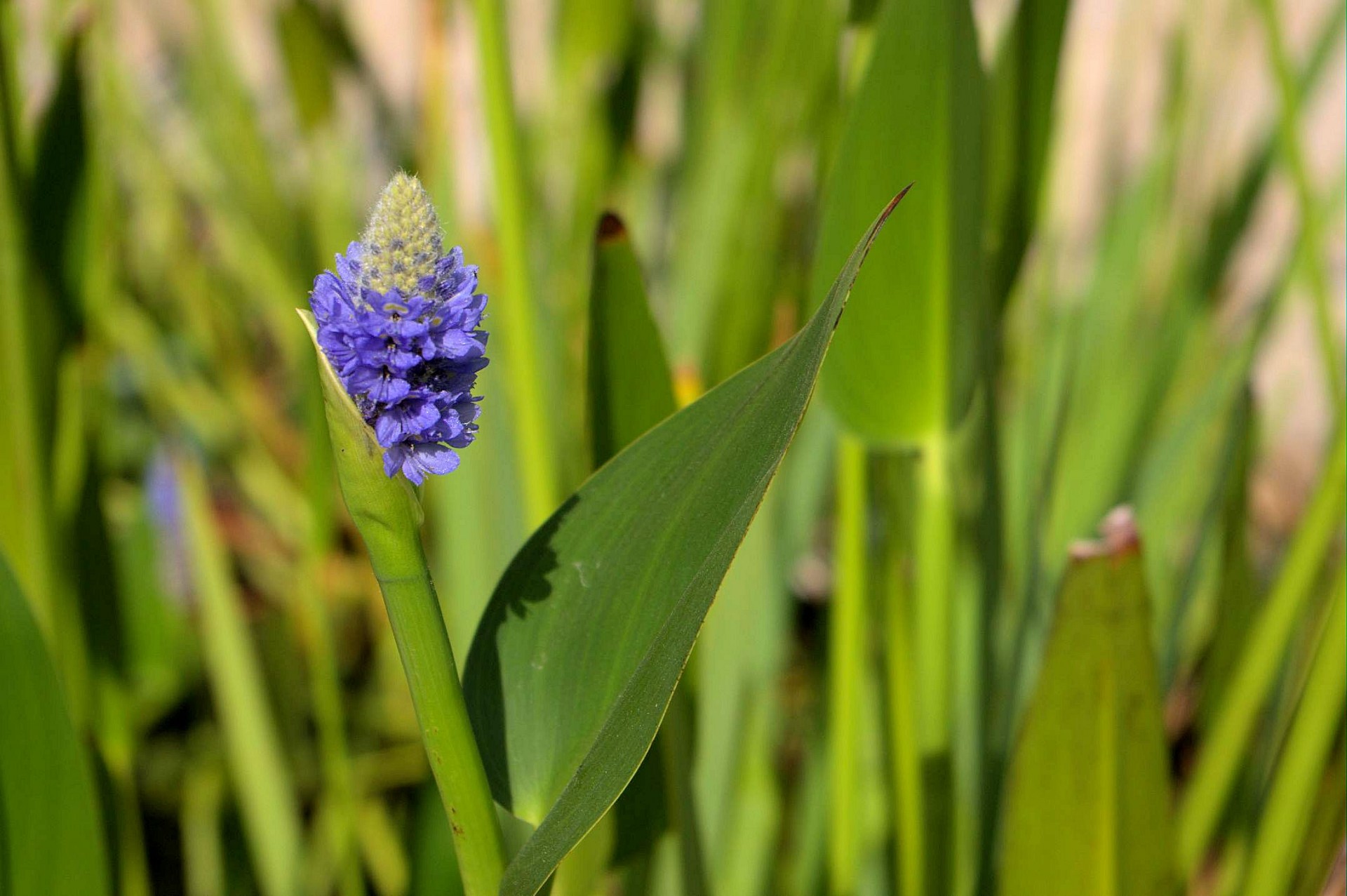 blue water flower free photo