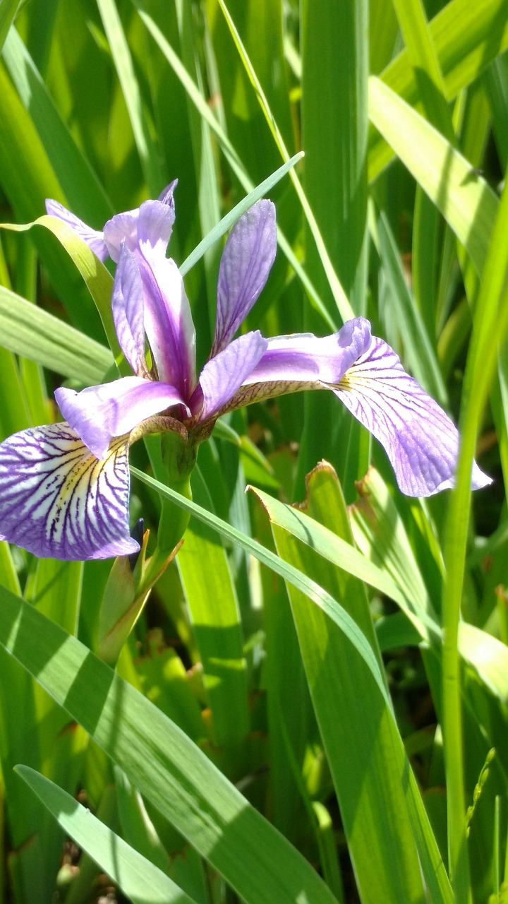 blue water iris  iris  water plant free photo