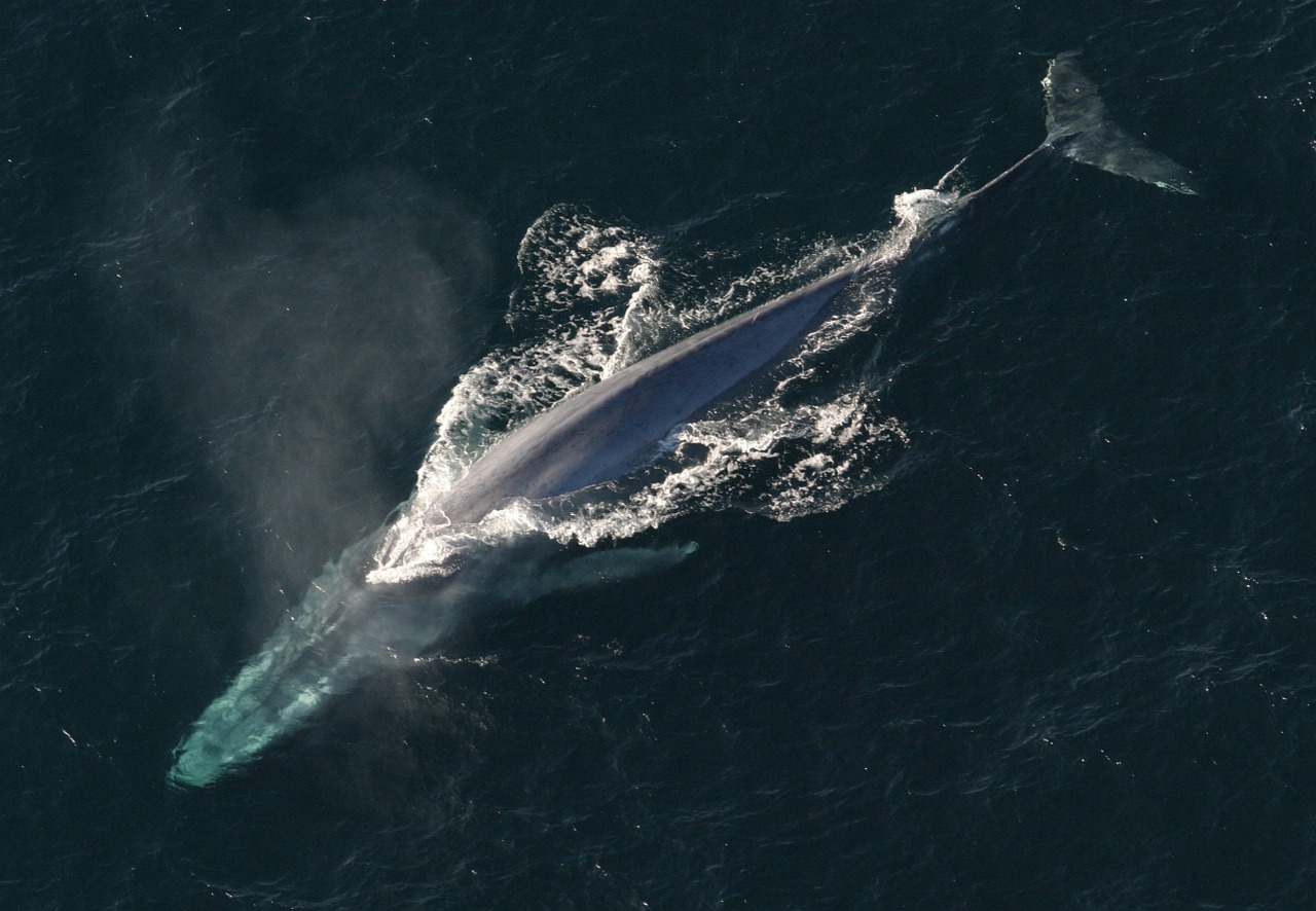 blue whale ocean mammal free photo