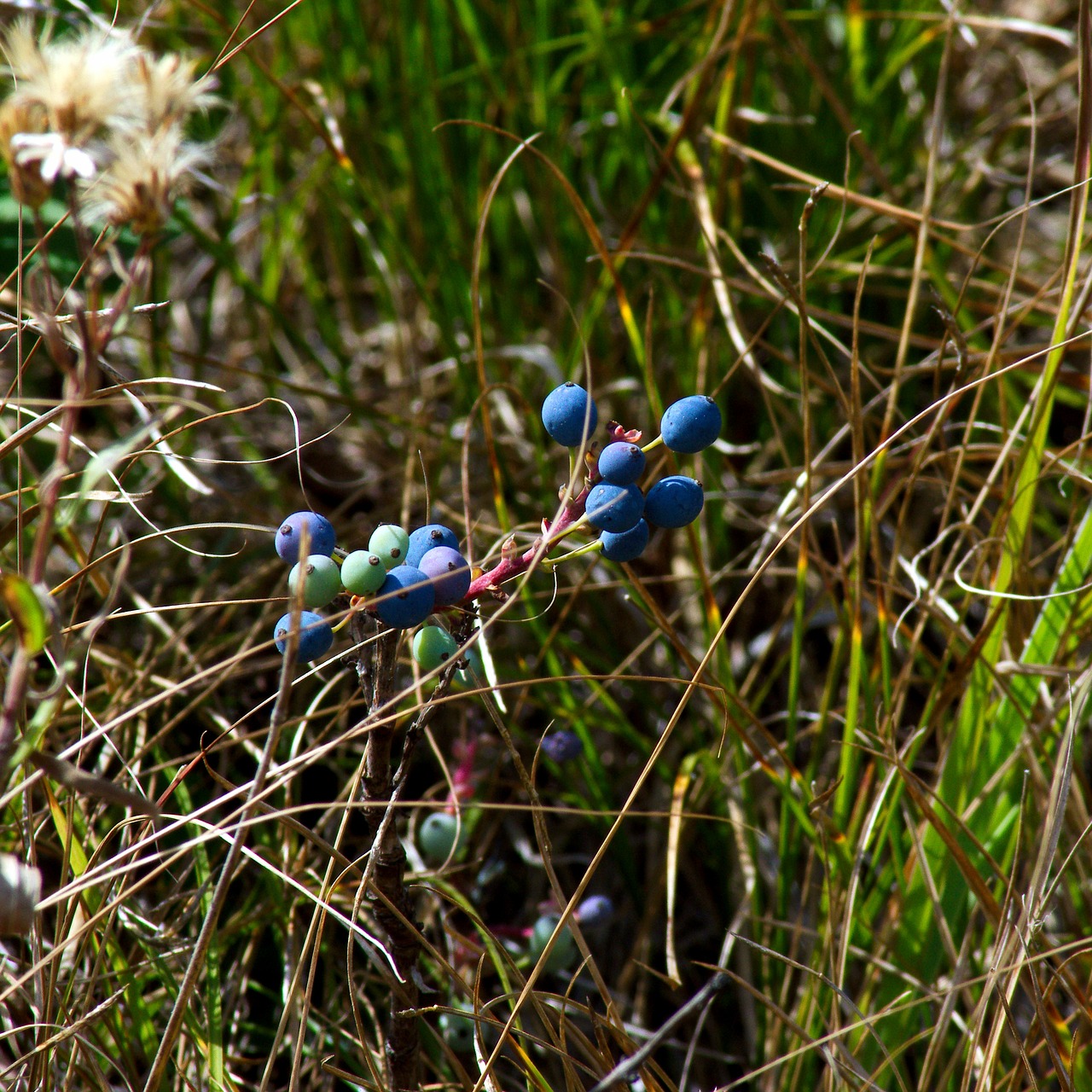 blue wild berries  blue  berries free photo