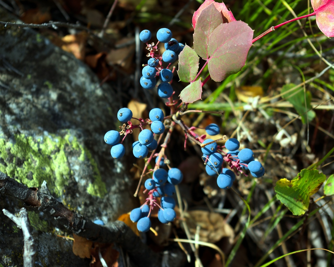 blue wild berries in tetons  blue  berries free photo