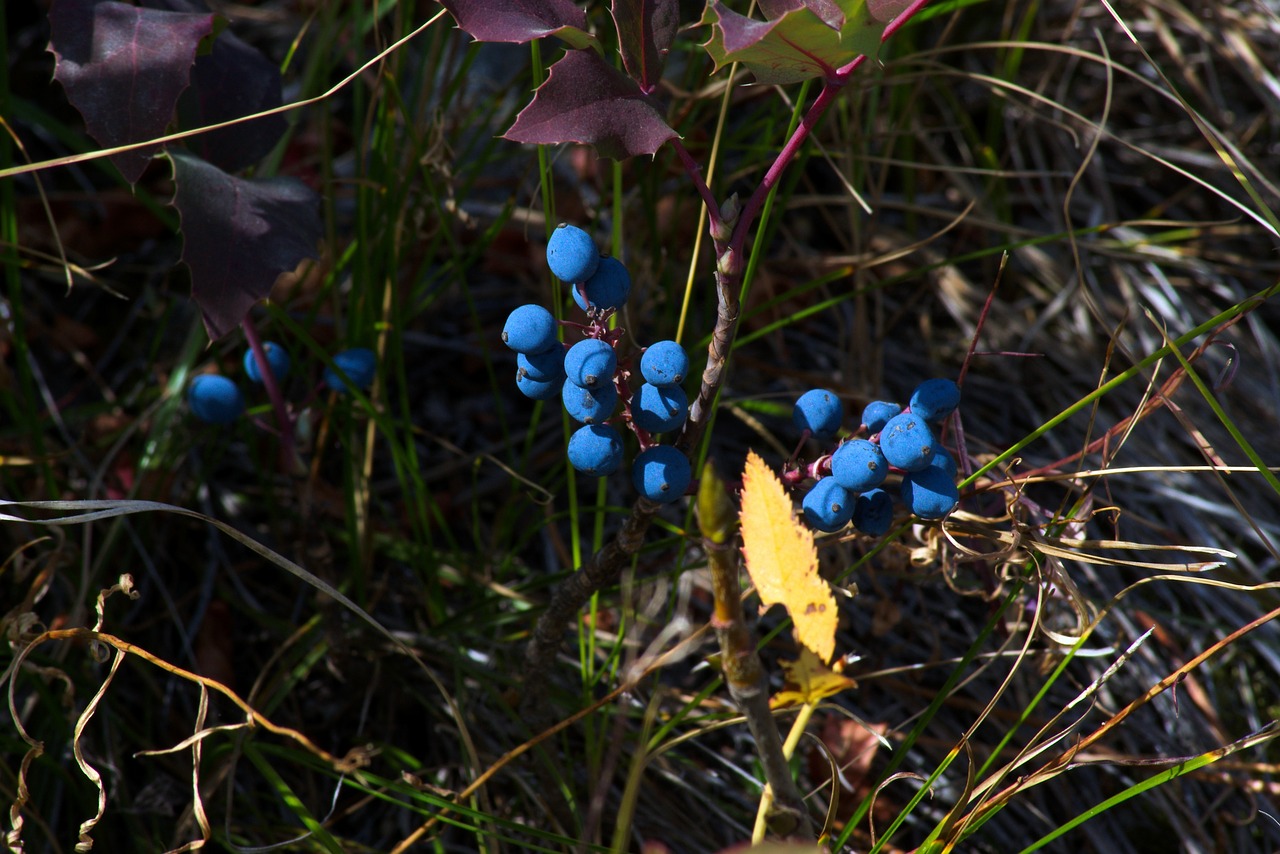 blue wild berries in the tetons  blue  berries free photo