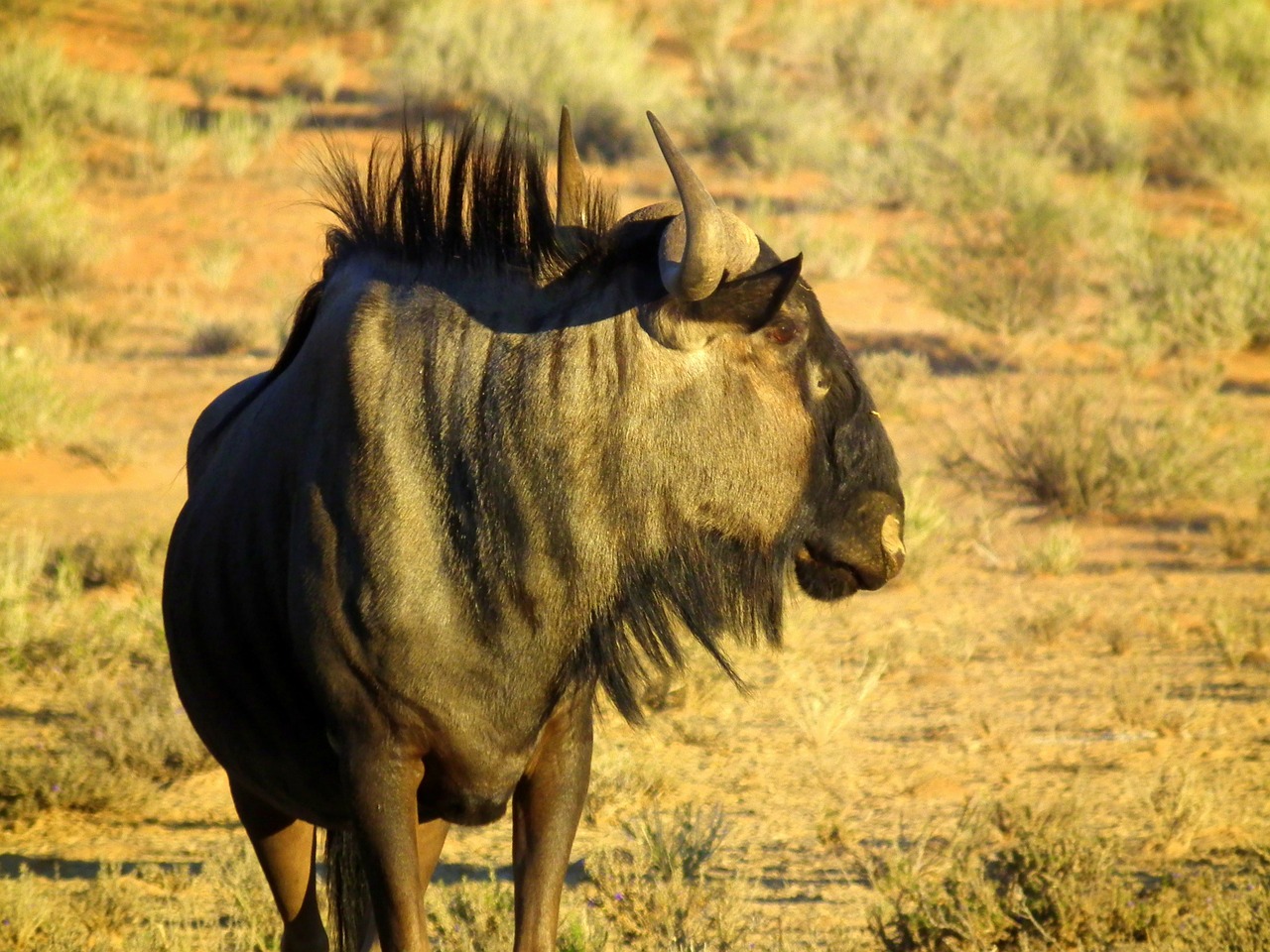 blue wildebeest antelope animal free photo