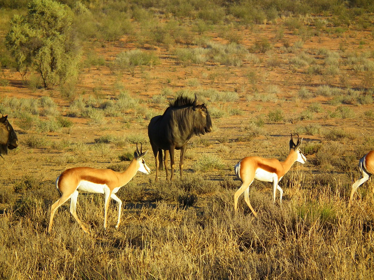 blue wildebeest springbok animal free photo