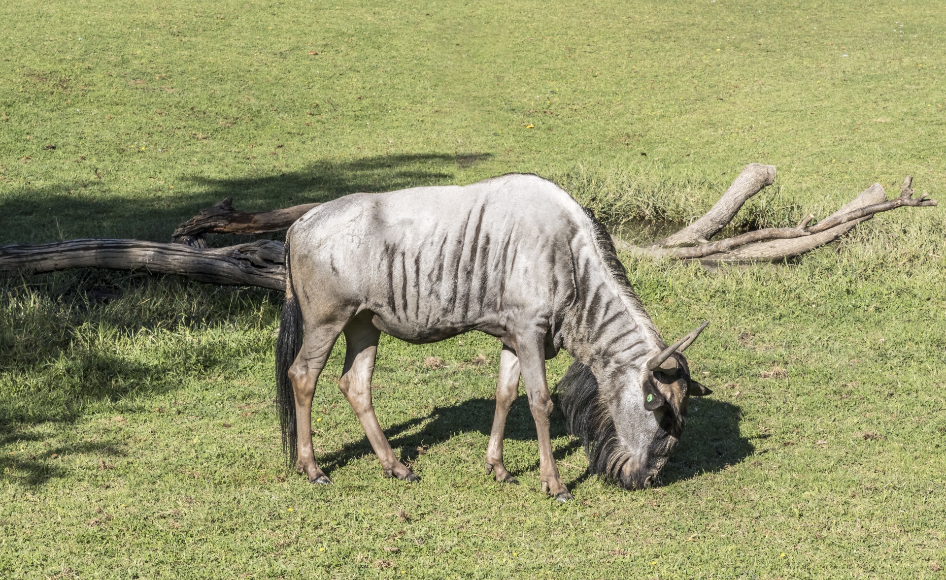 wildebeest gnu antelope free photo