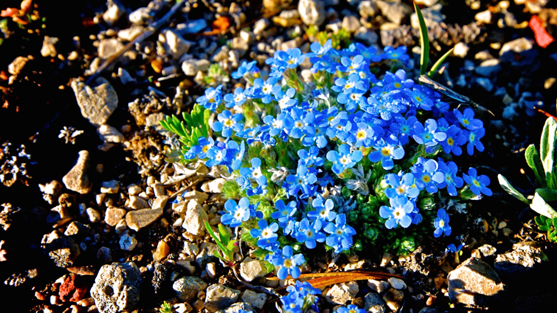 blue blue wildflowers flowers free photo