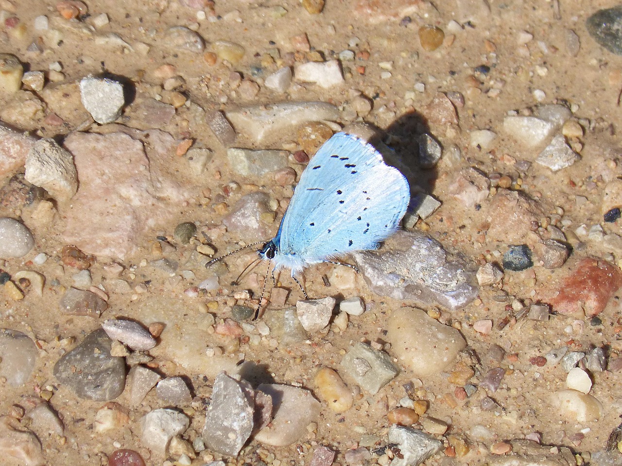 blue-winged butterfly butterfly mud free photo