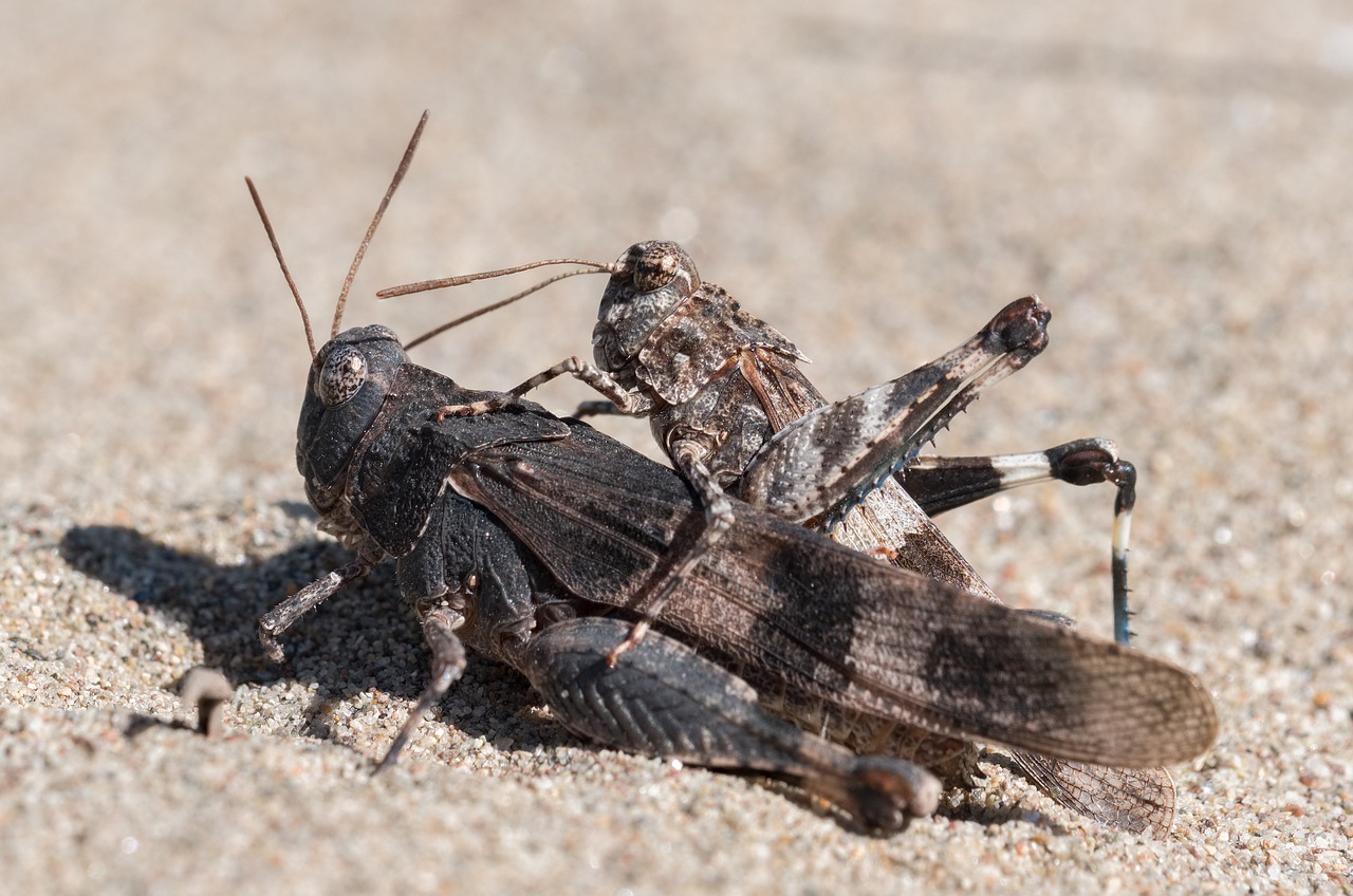 blue-winged grasshopper  grasshopper  sand free photo
