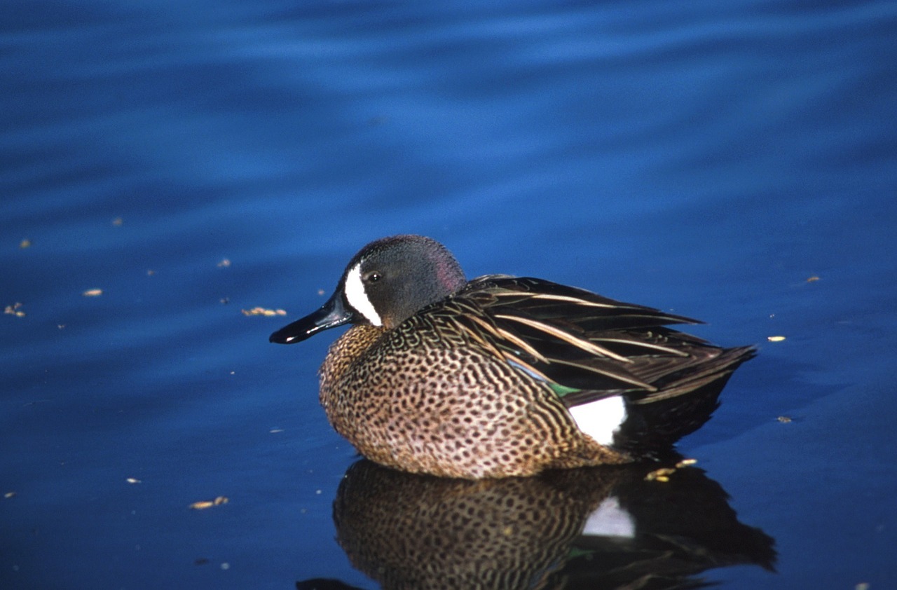 blue winged teal duck swimming free photo