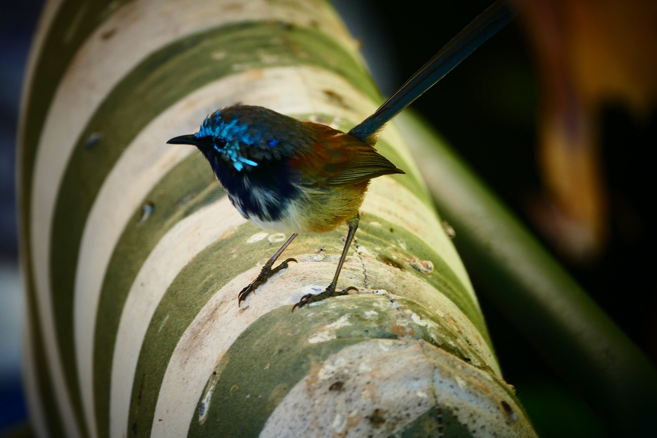 blue wren bird nature free photo