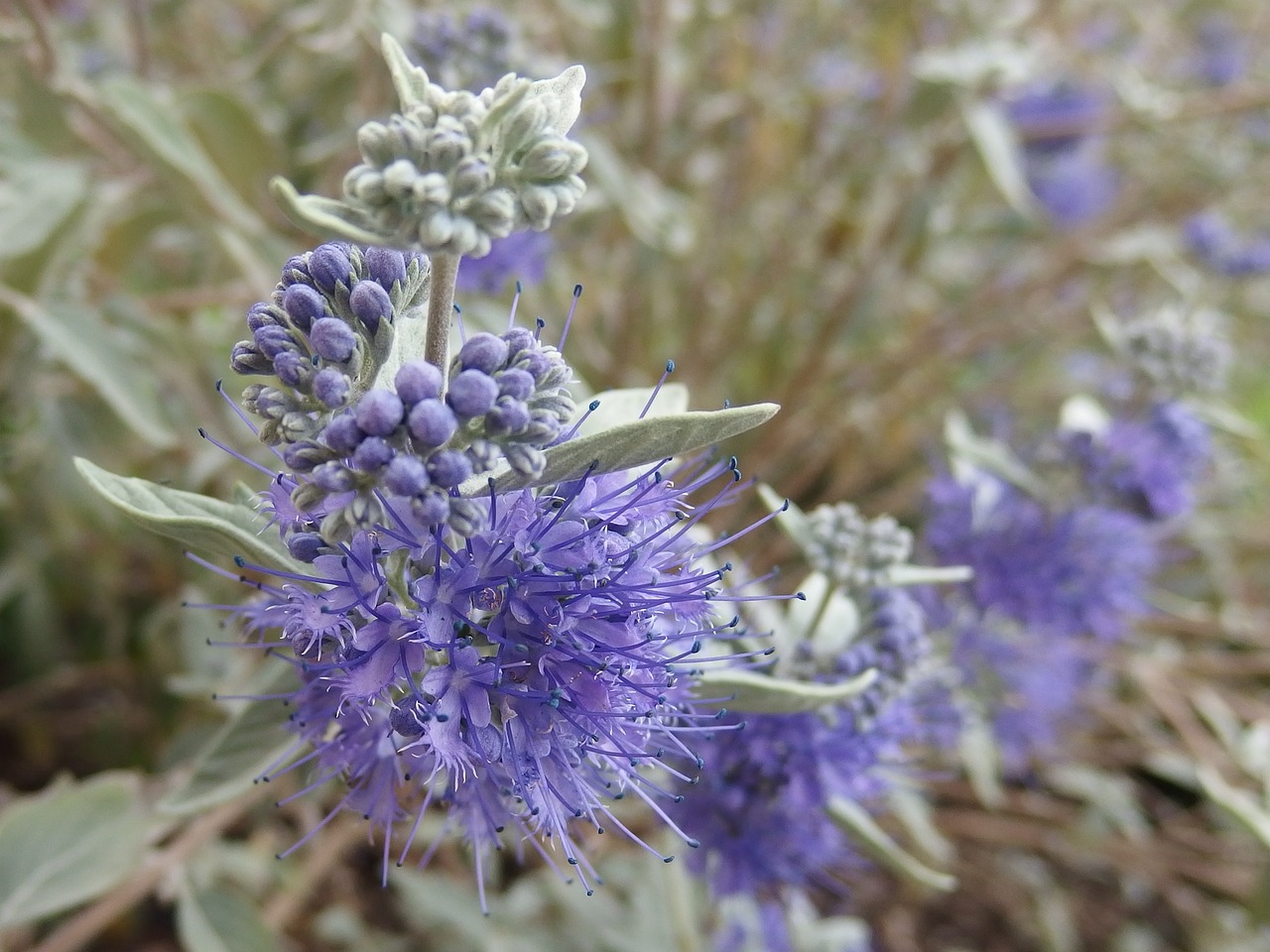 bluebeard flower purple free photo