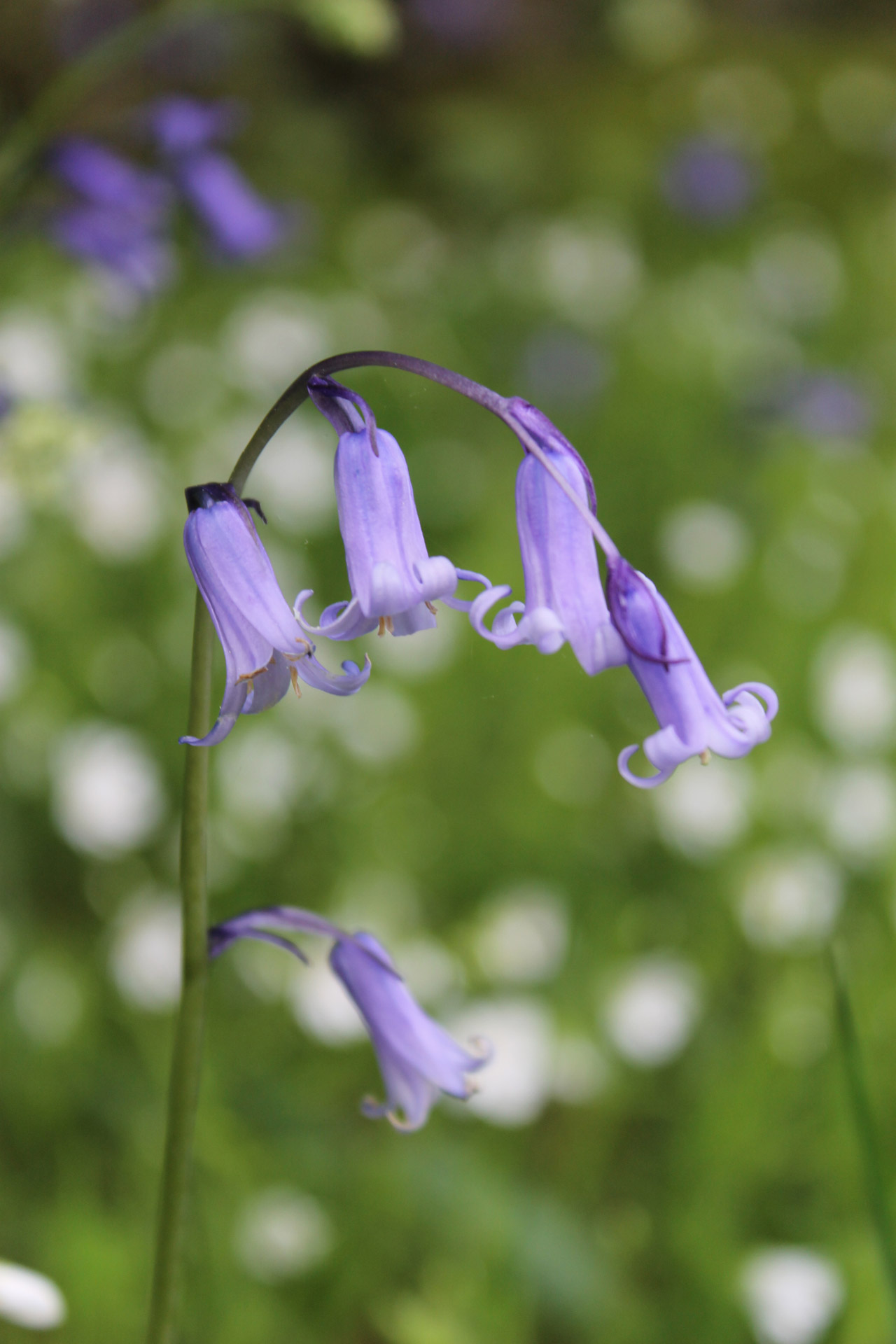 bluebell flower nature free photo