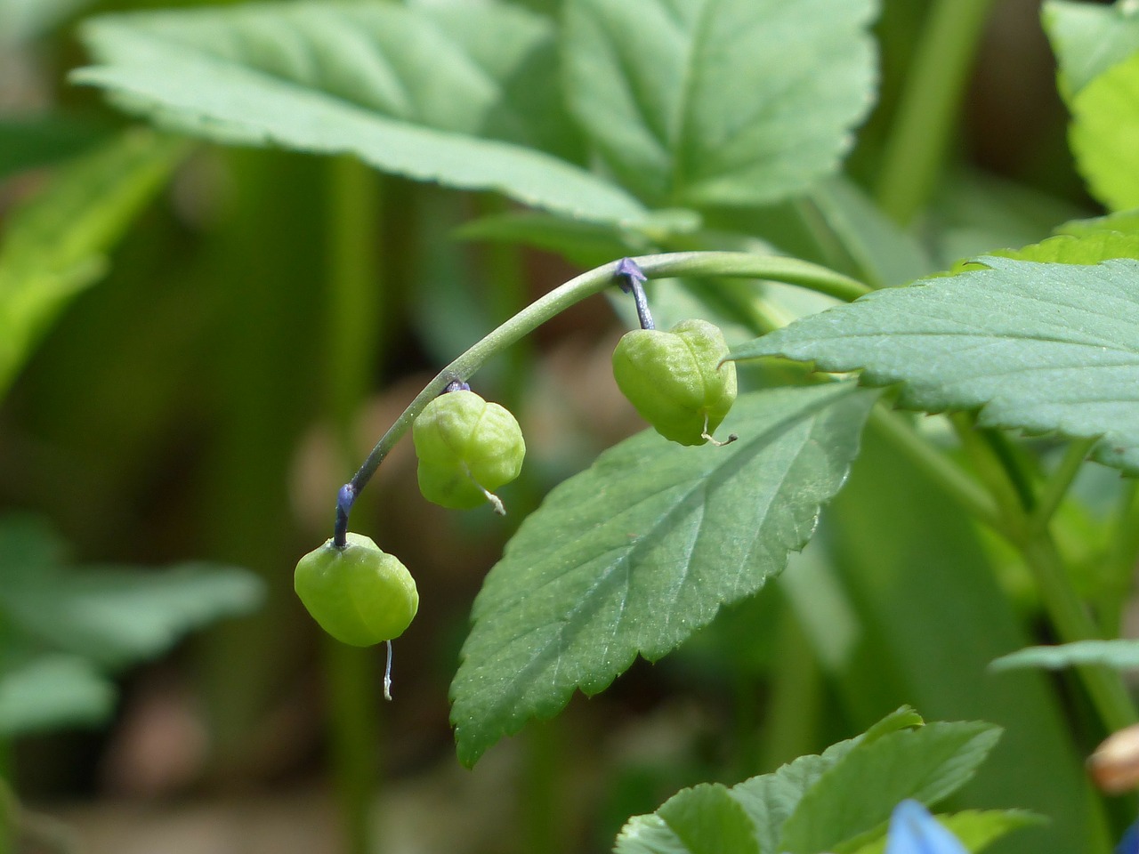bluebell fruits capsules free photo
