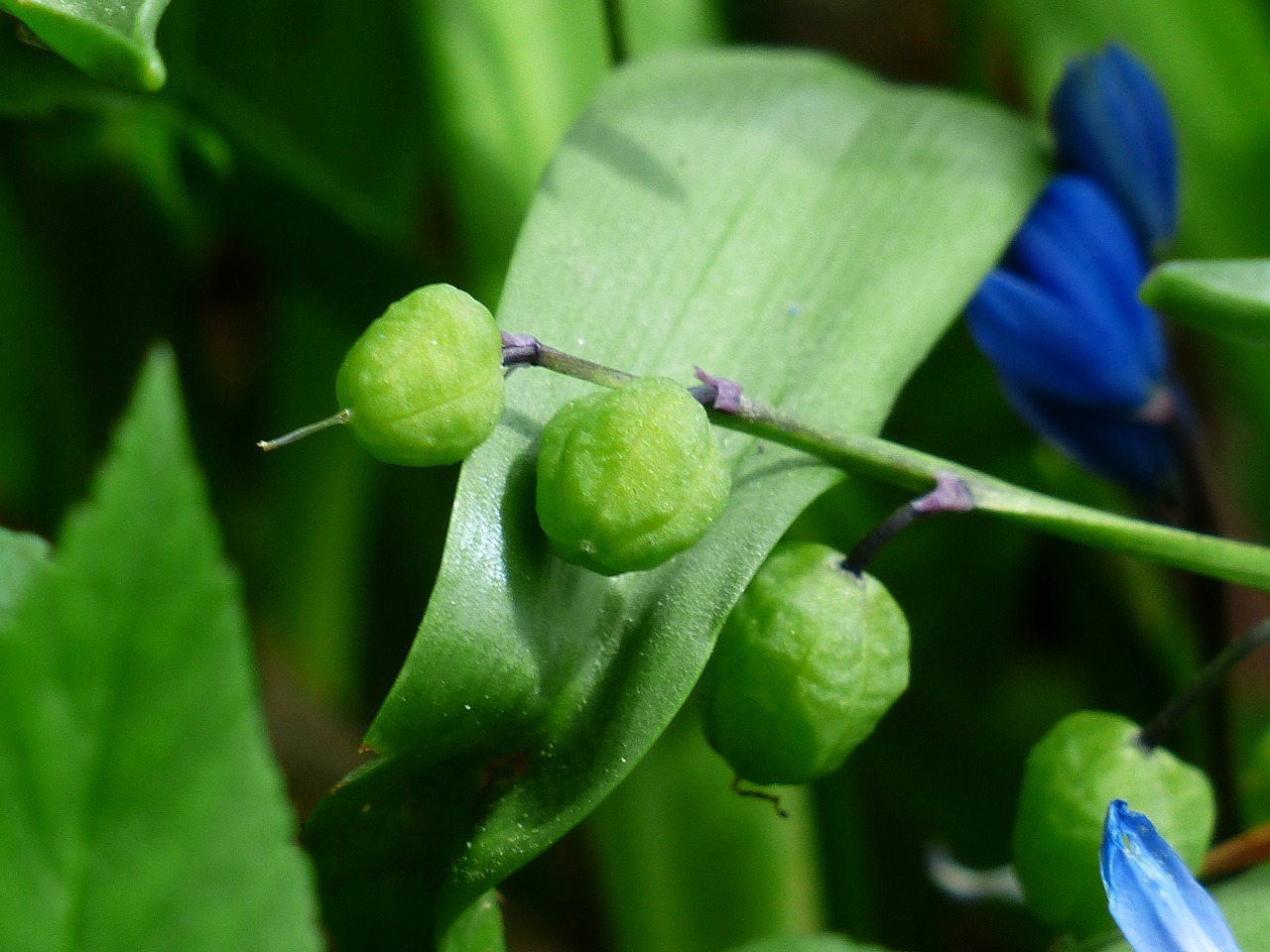 bluebell fruits capsules free photo
