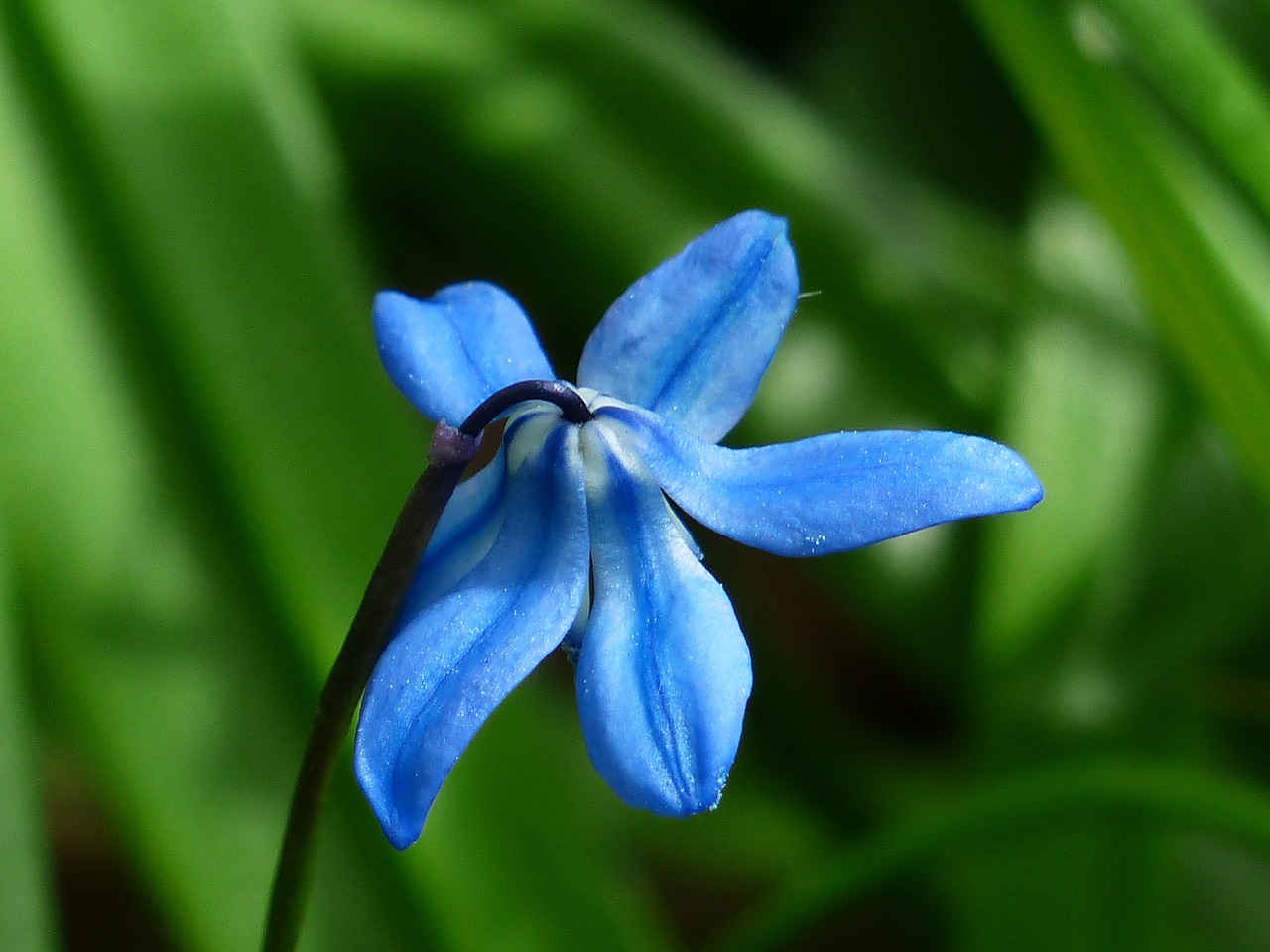bluebell flower blossom free photo
