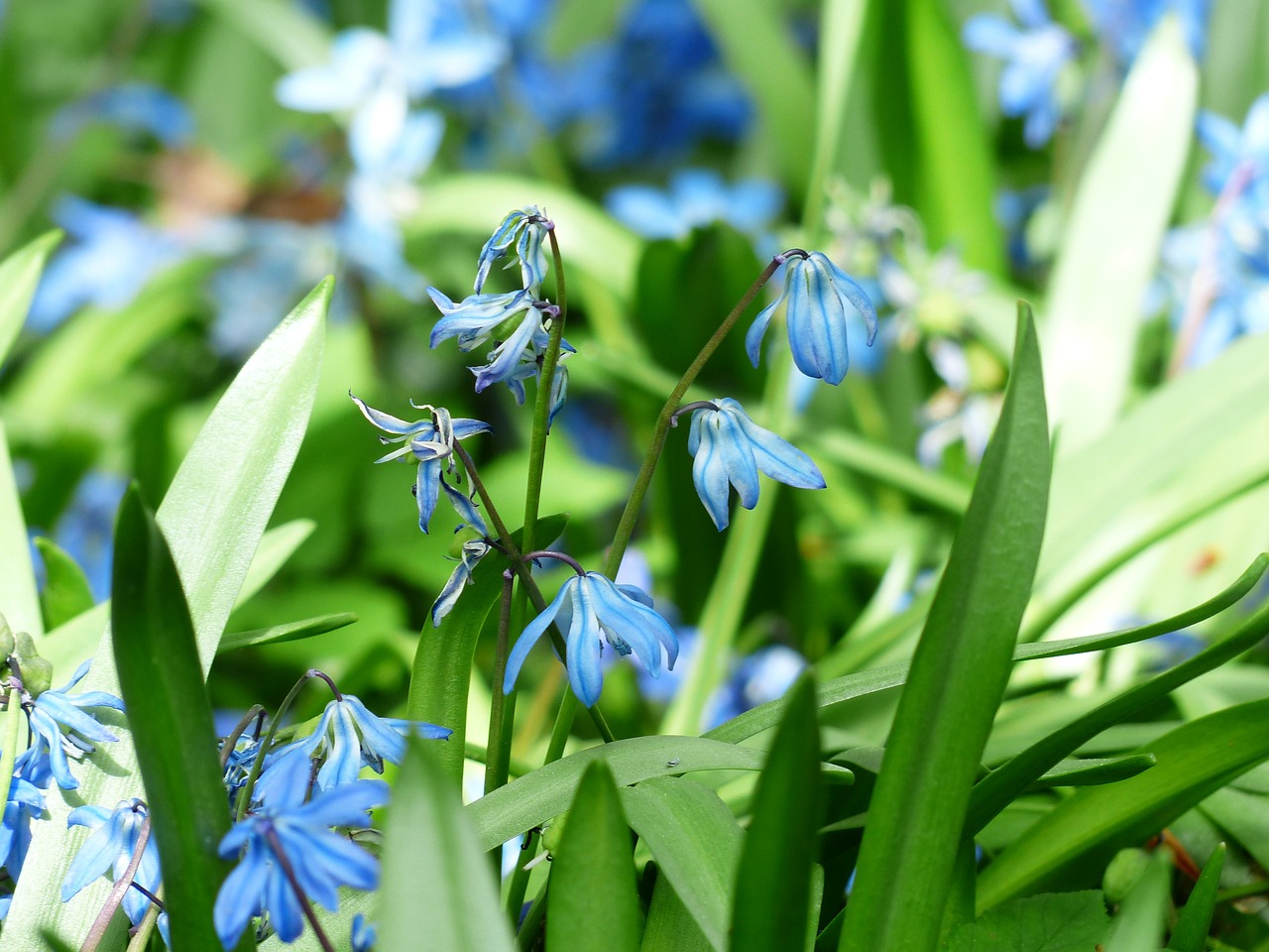 bluebell flower blossom free photo