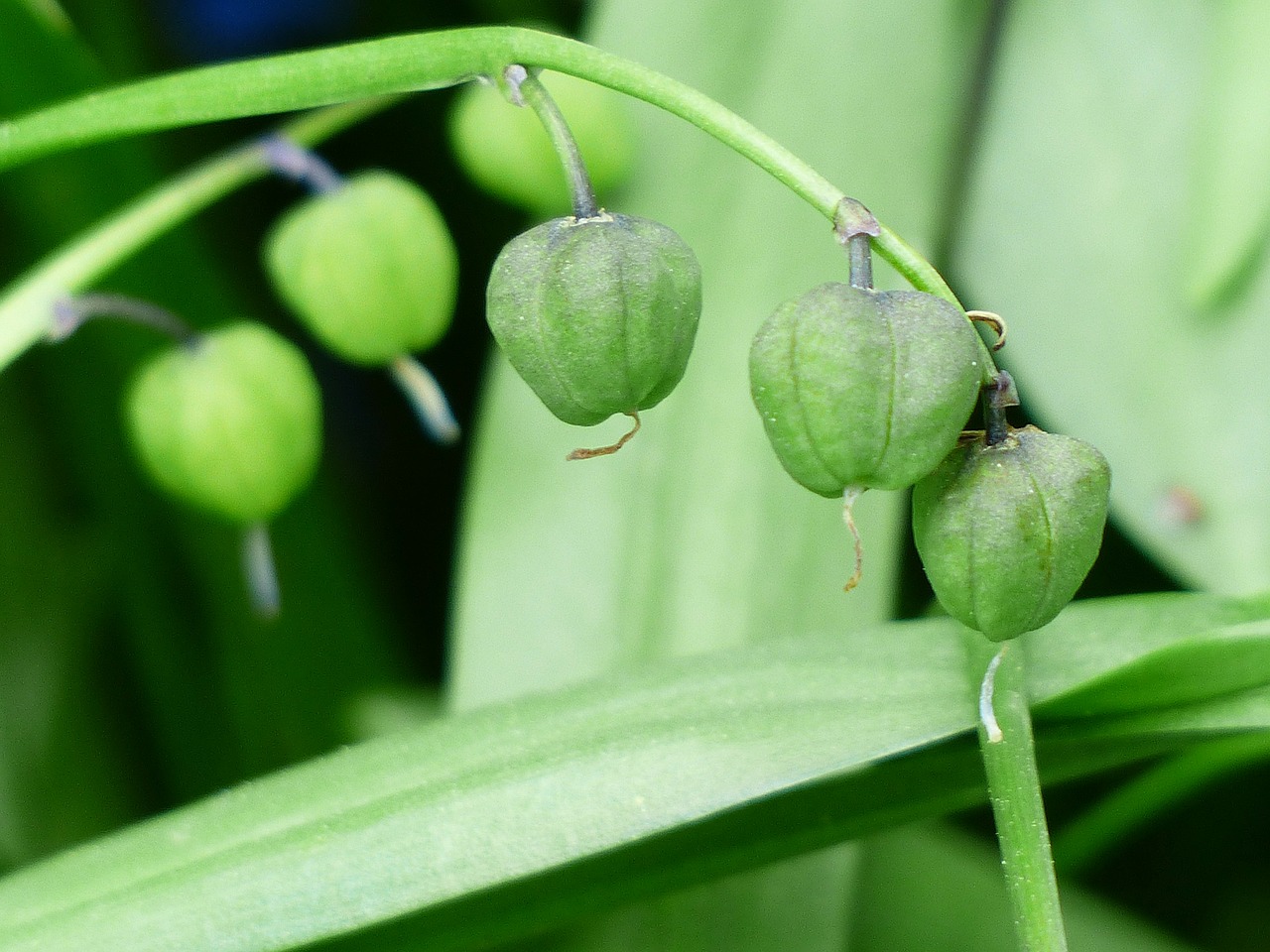 bluebell fruits capsules free photo