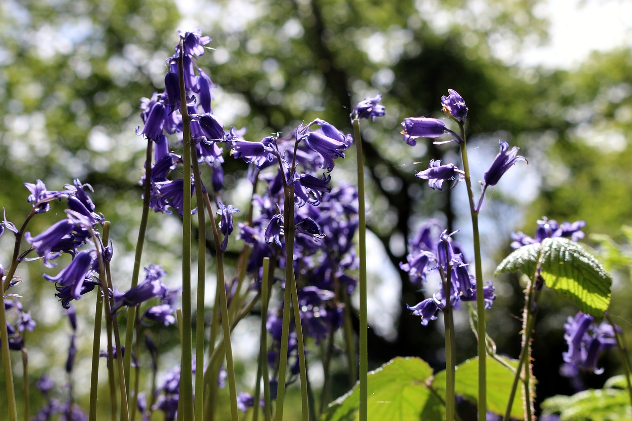 bluebell forest nature free photo