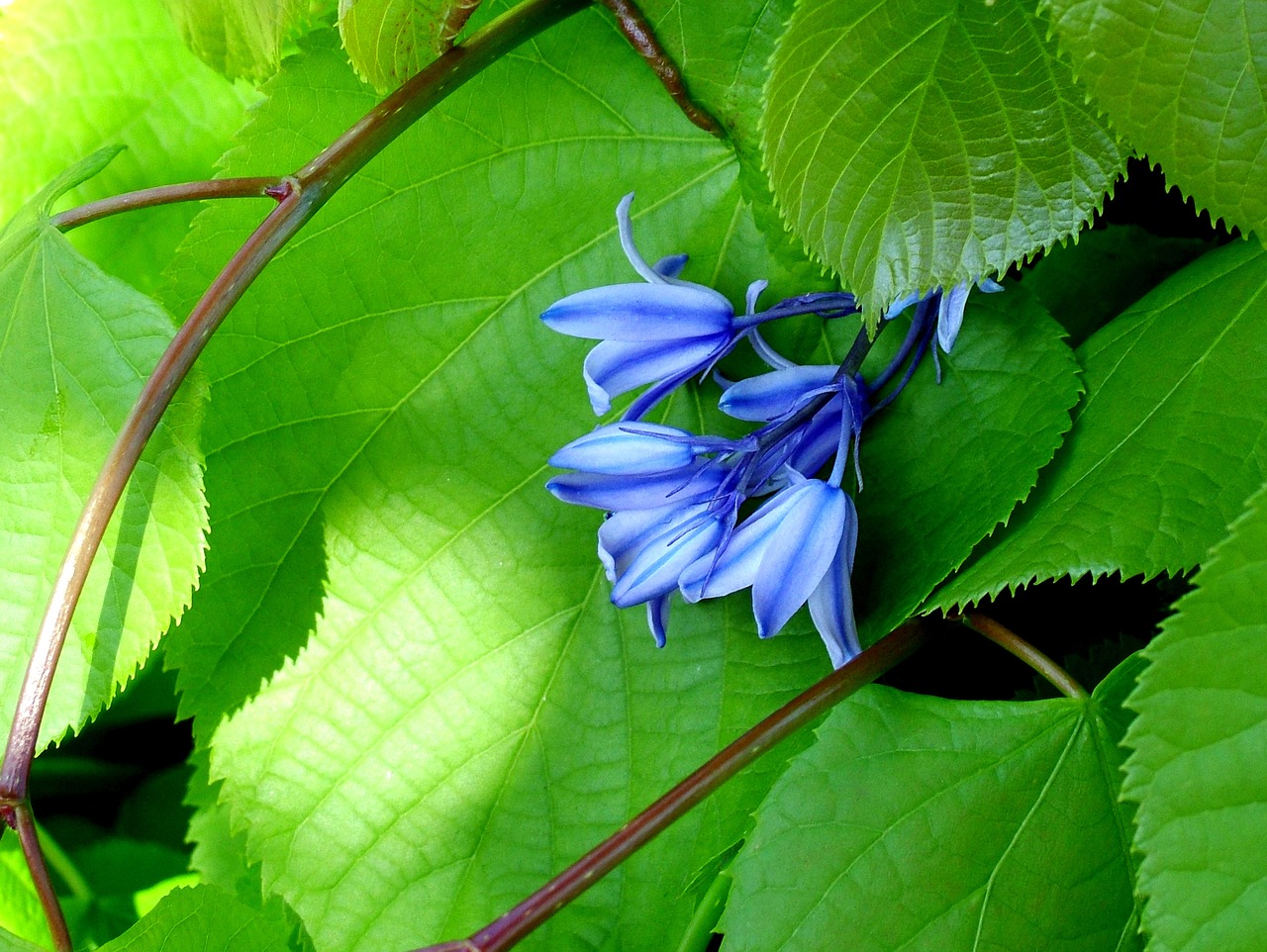 bluebell flower blue free photo