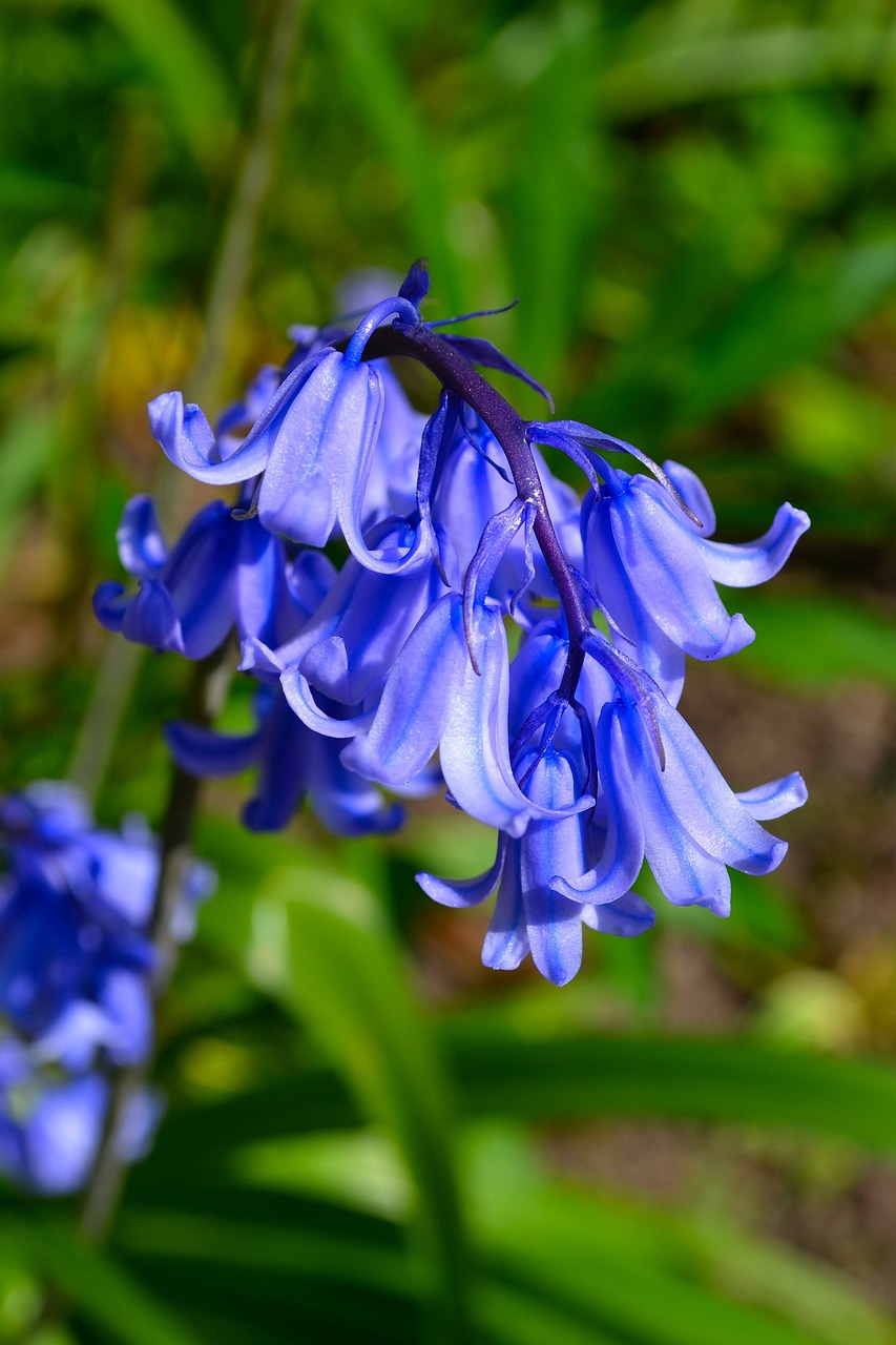 bluebell bluebells flowers free photo
