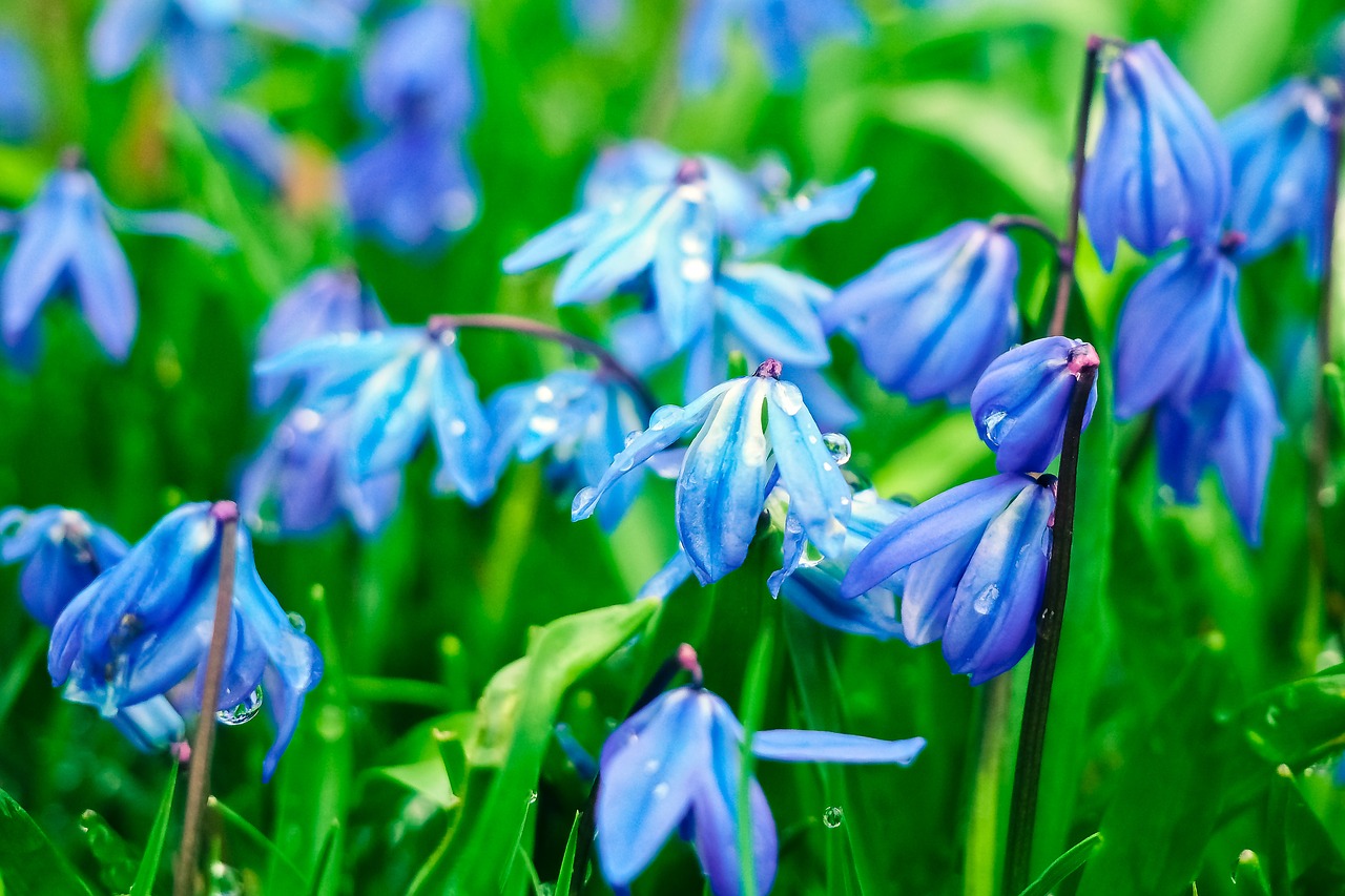 bluebell flowers blue free photo