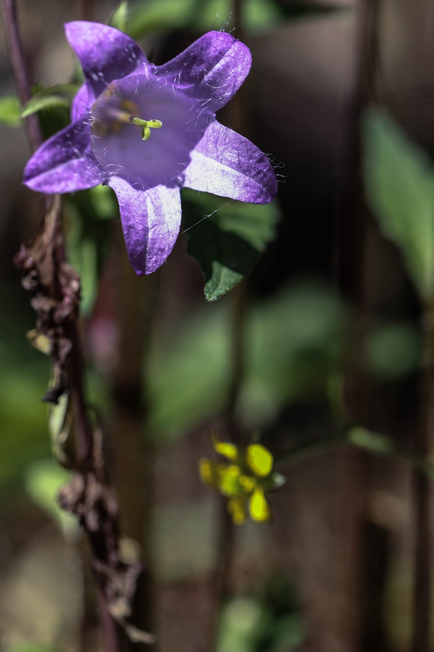 bluebell wild flowers summer flower free photo