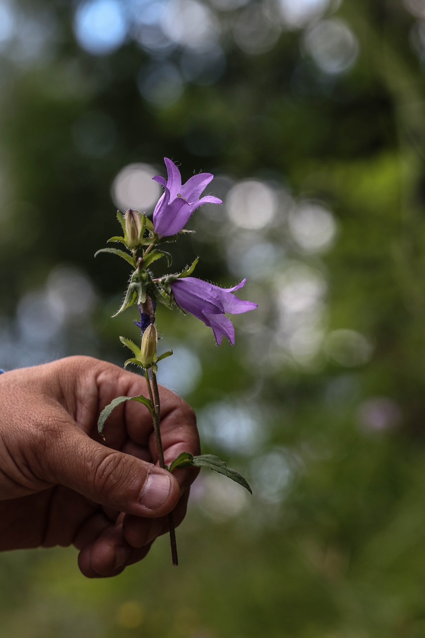 bluebell hand nature free photo