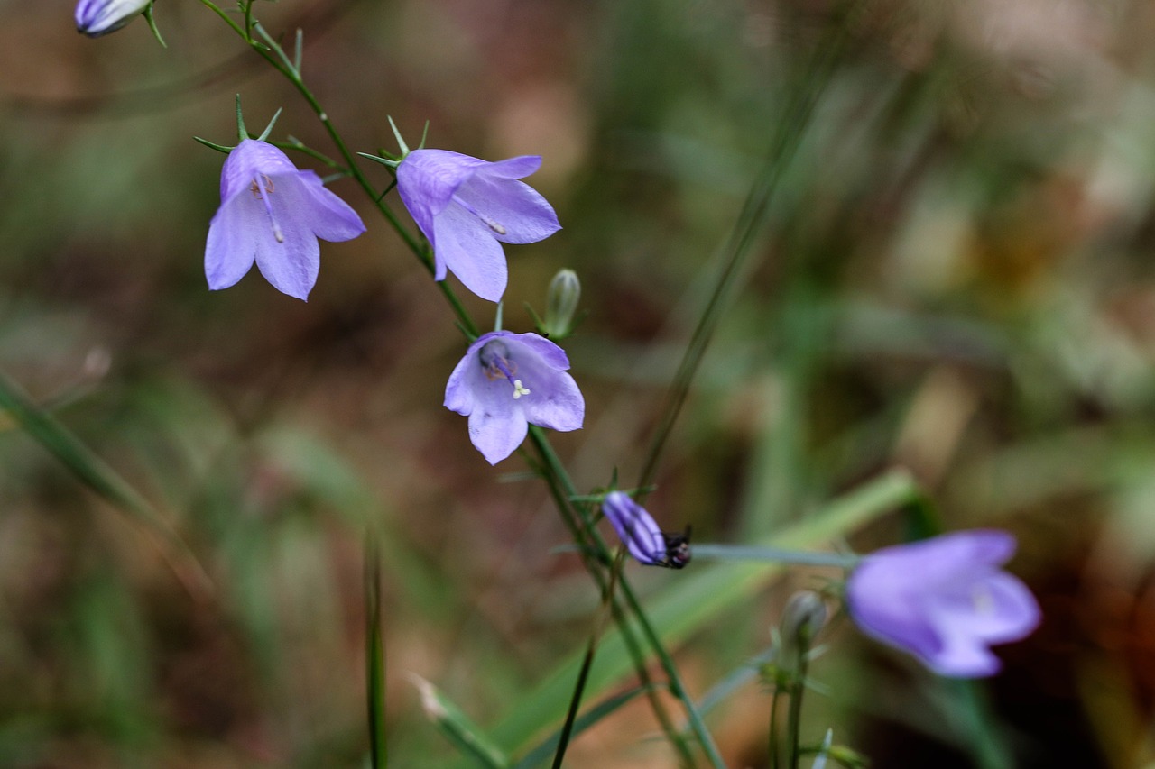 bluebell wildflowers flowers free photo