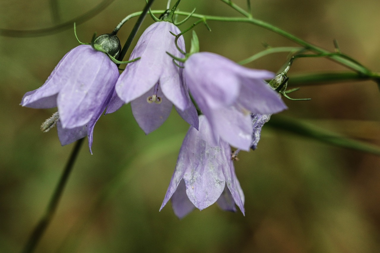 bluebell wild flower flower free photo