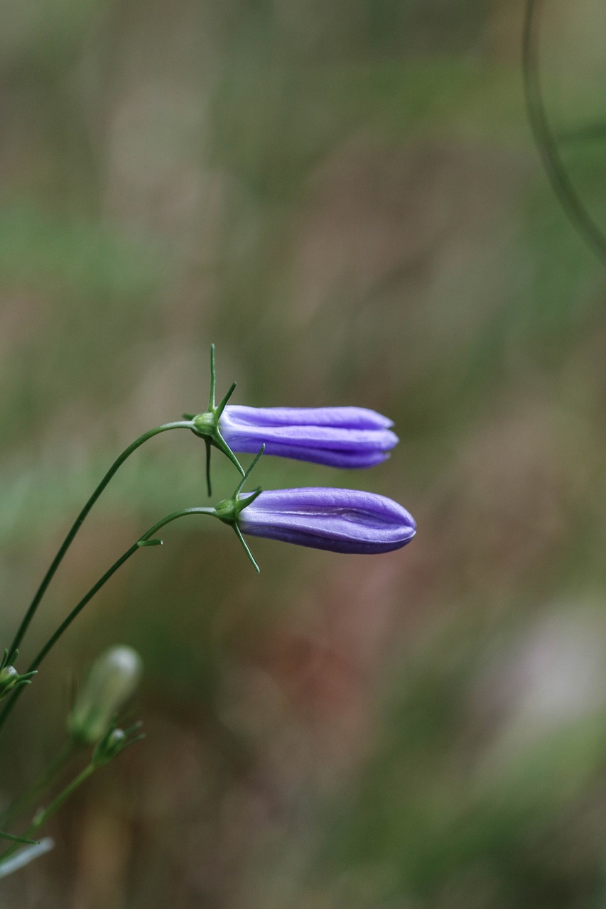 bluebell wild flower flower free photo