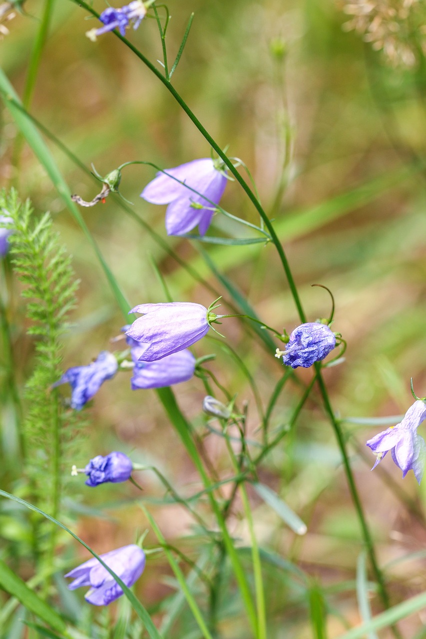 bluebell bellflower nature free photo