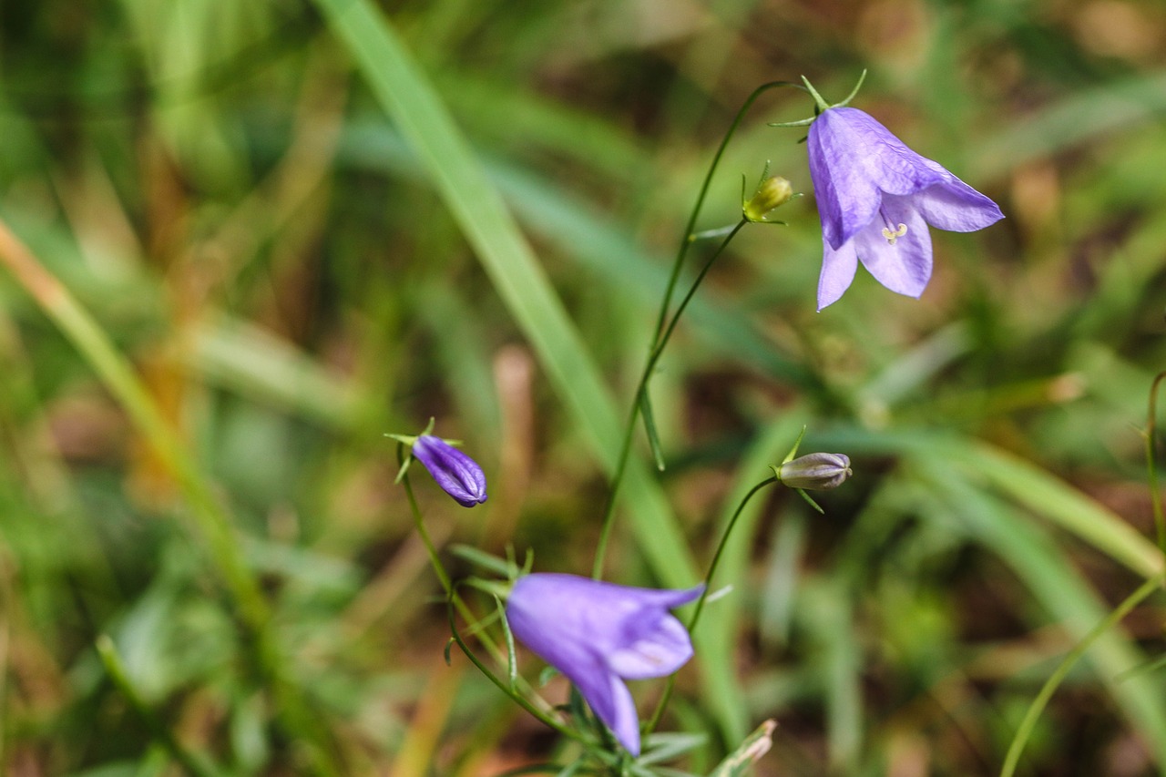 bluebell wildflower bellflower free photo