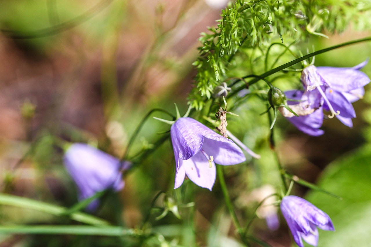 bluebell wildflower bellflower free photo