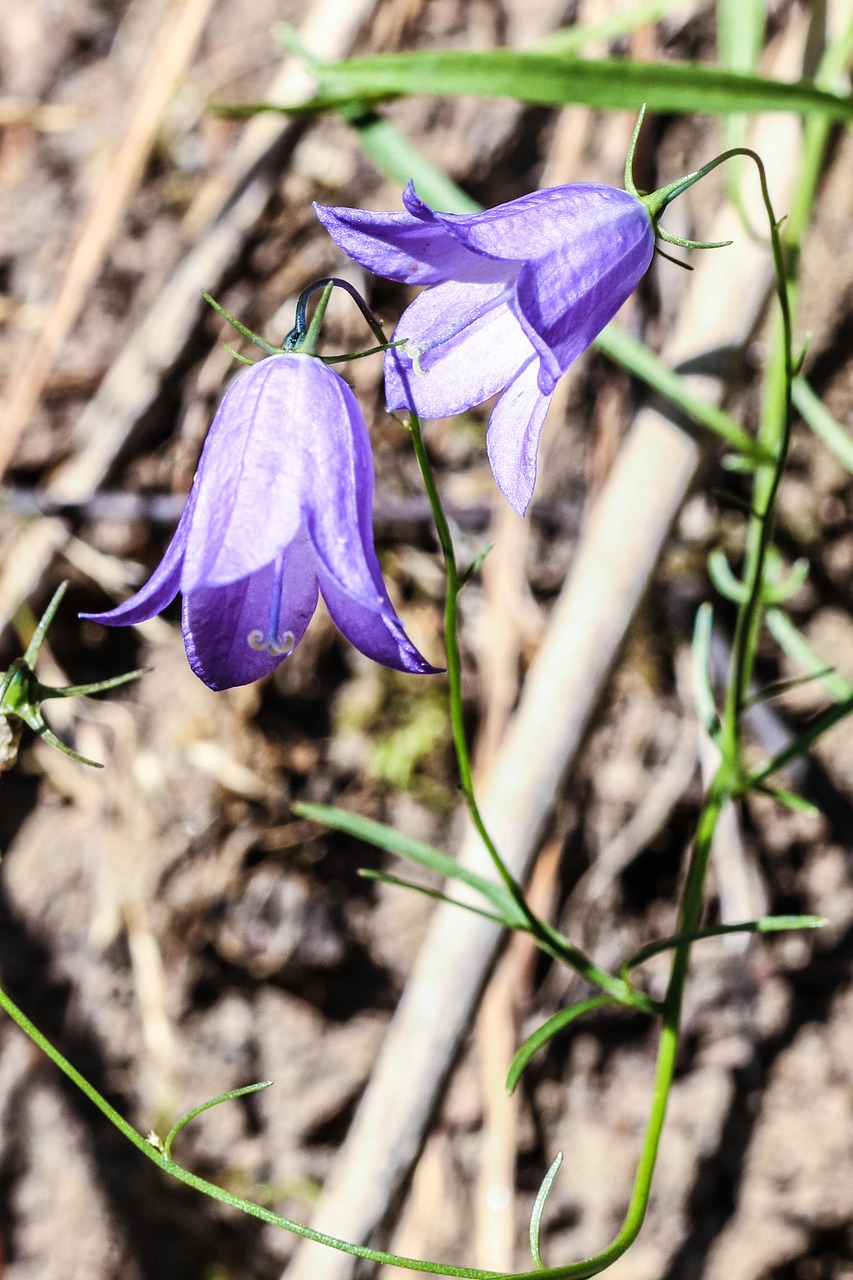 bluebell bell flowers flowers free photo