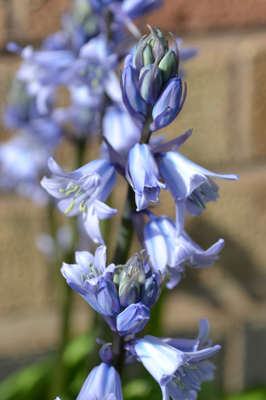 bluebell cultivated bulb free photo
